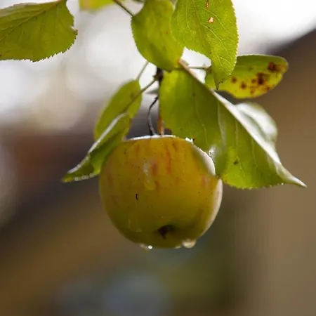 Luxe Boshuis Met Dom wakacyjny Otterlo