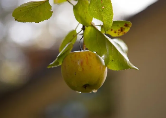 Luxe Boshuis Met 펜션 오털로